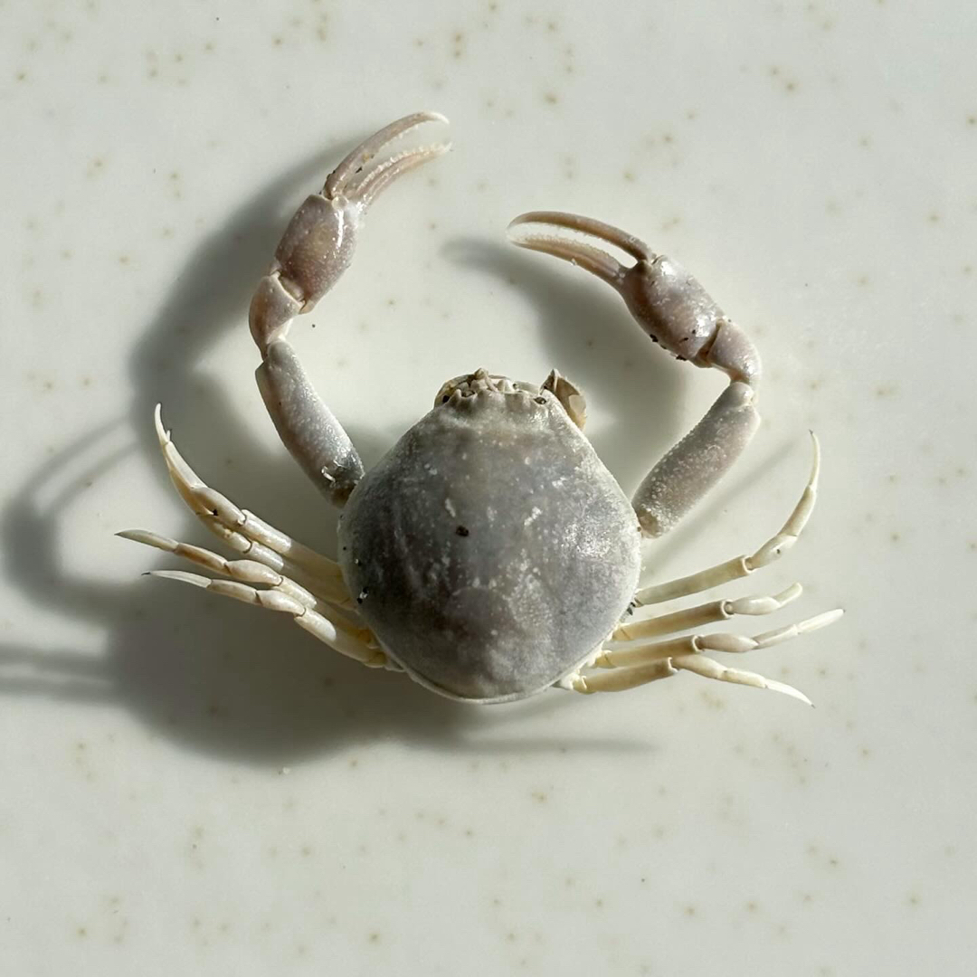 《 名称不明　小さなカニ 》 乾燥標本　甲殻類 エンタメ/ホビーのコレクション(その他)の商品写真