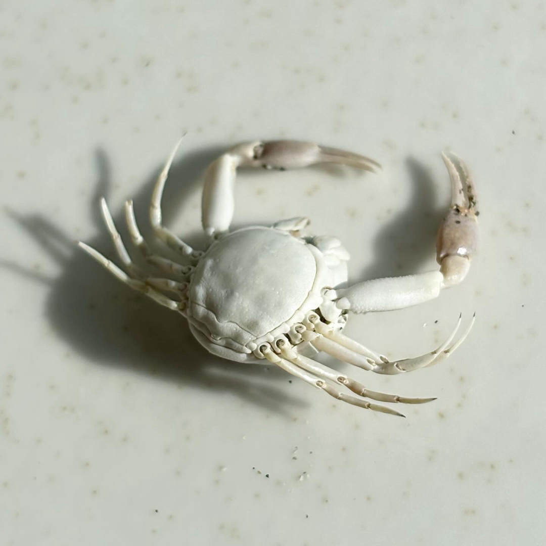 《 名称不明　小さなカニ 》 乾燥標本　甲殻類 エンタメ/ホビーのコレクション(その他)の商品写真