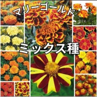 《ミックス種》マリーゴールド 種 夏から秋まで長く咲いてくれます❁⃘*花の苗(その他)