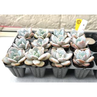 増量‼️新品種‼️美苗‼️多肉植物　エケベリア  雪橙 抜き苗 １２苗セット１(その他)