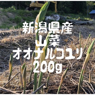 新潟県産　山菜オオナルコユリ　200g    5/10発送(野菜)