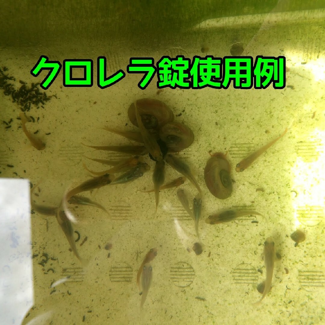 観賞魚用クロレラ100錠（1割増量中!） その他のペット用品(アクアリウム)の商品写真