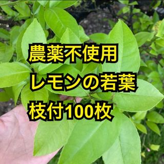 農薬不使用　レモンの若葉　枝付100枚(虫類)