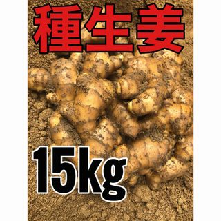 種生姜15kg(野菜)