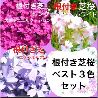 3aa☆根付き芝桜☆ベスト3色☆初心者様向き☆(プランター)