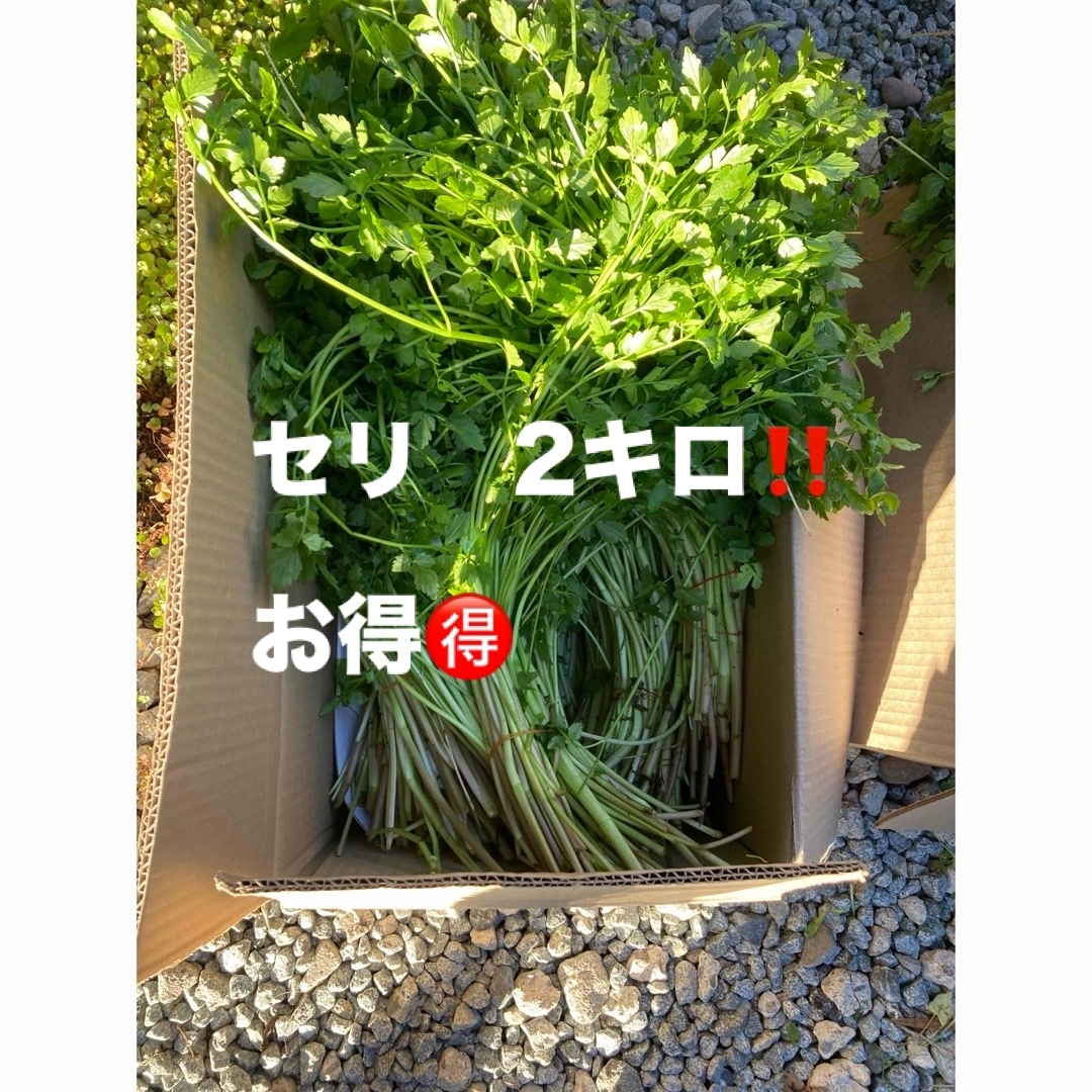 セリ　2キロ 食品/飲料/酒の食品(野菜)の商品写真