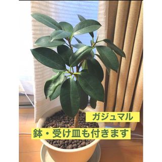 ガジュマル 観葉植物 鉢ごと発送