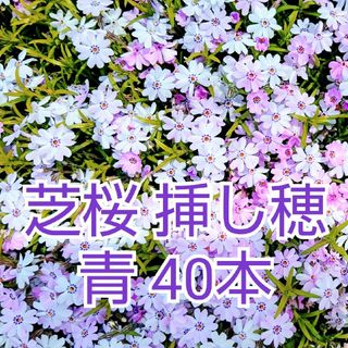 芝桜　挿し穂　青　40本(その他)