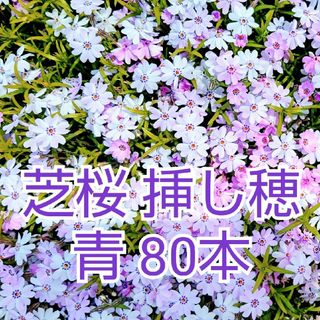 芝桜　挿し穂　青　80本(その他)