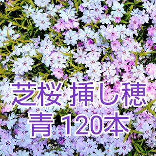 芝桜　挿し穂　青　120本(その他)