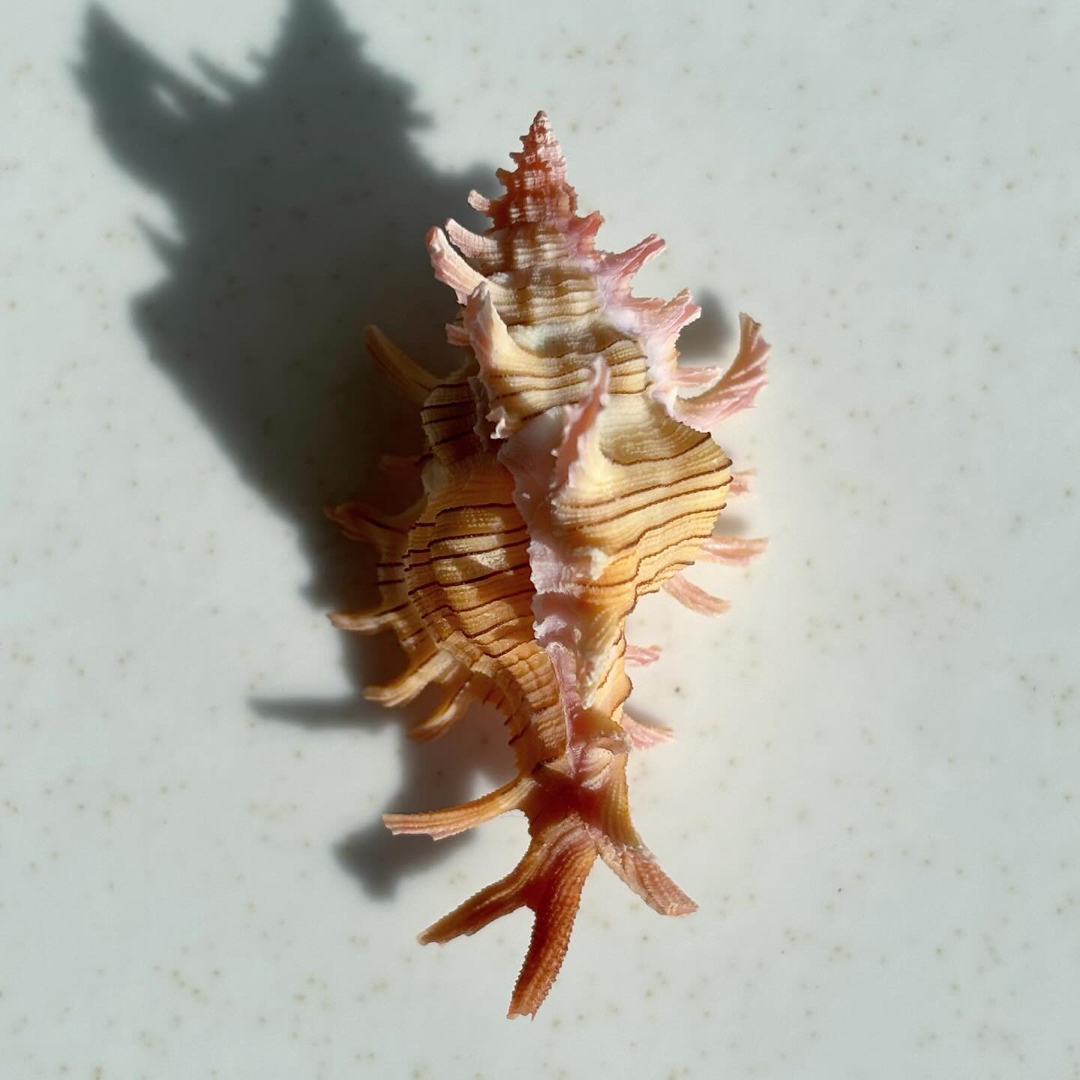 《 コセンジュガイ 》貝殻標本 Chicoreus aculeatus インテリア/住まい/日用品のインテリア小物(置物)の商品写真