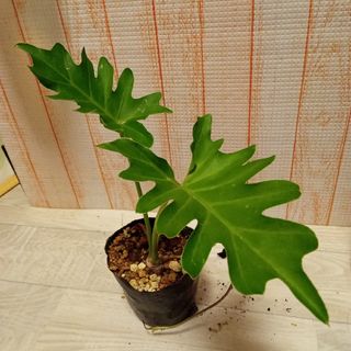 セローム　観葉植物