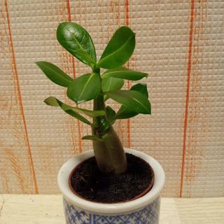 アデニウム　オベスム　観葉植物(その他)