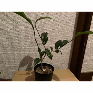 炉開茶(紅花茶の木)(その他)