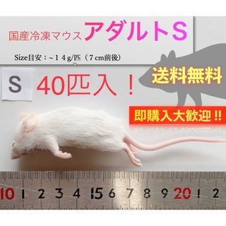 【地域限定送料無料】国産冷凍マウスアダルトS40匹入@北日本・沖縄は別途送料(爬虫類/両生類用品)