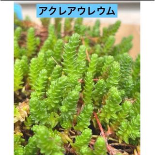 多肉植物 アクレアウレウム カット苗　長さ2cm〜2.5cm  30カット