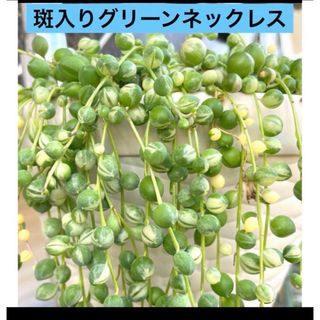 多肉植物　 斑入りグリーンネックレス カット苗10cm×2本　カット(その他)