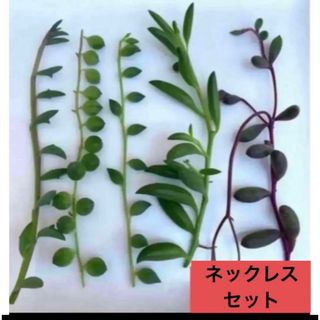 多肉植物　カット苗 ネックレスセット5点(その他)