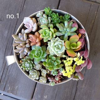 no.1多肉植物抜き苗16種セット(その他)