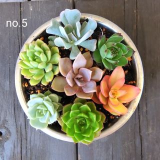 no.5多肉植物抜き苗7種セット