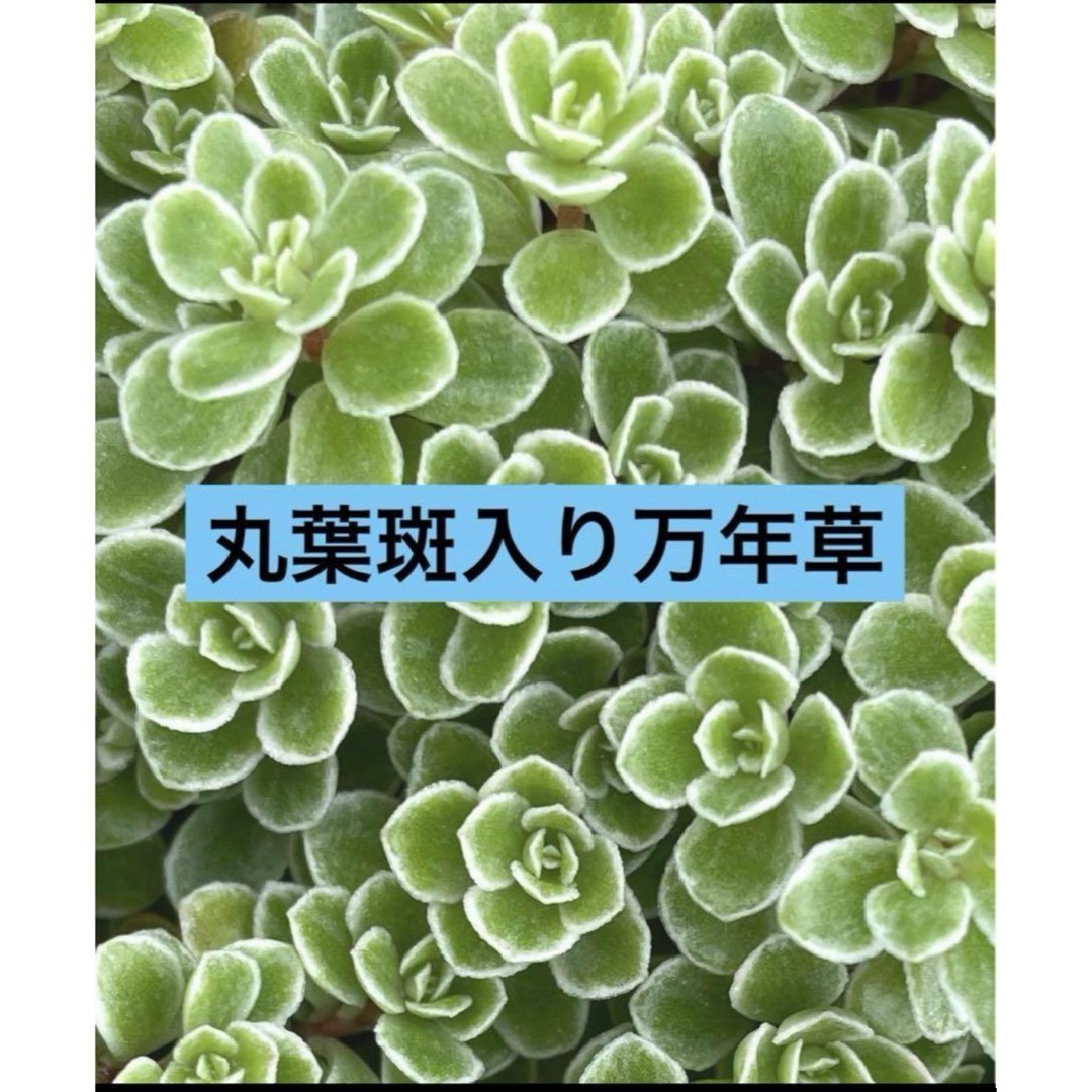 多肉植物　 丸葉斑入り万年草 カット苗　30カット ハンドメイドのフラワー/ガーデン(その他)の商品写真