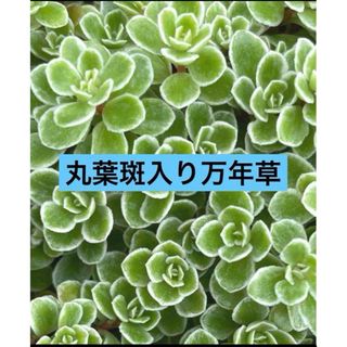 多肉植物　 丸葉斑入り万年草 カット苗　30カット(その他)