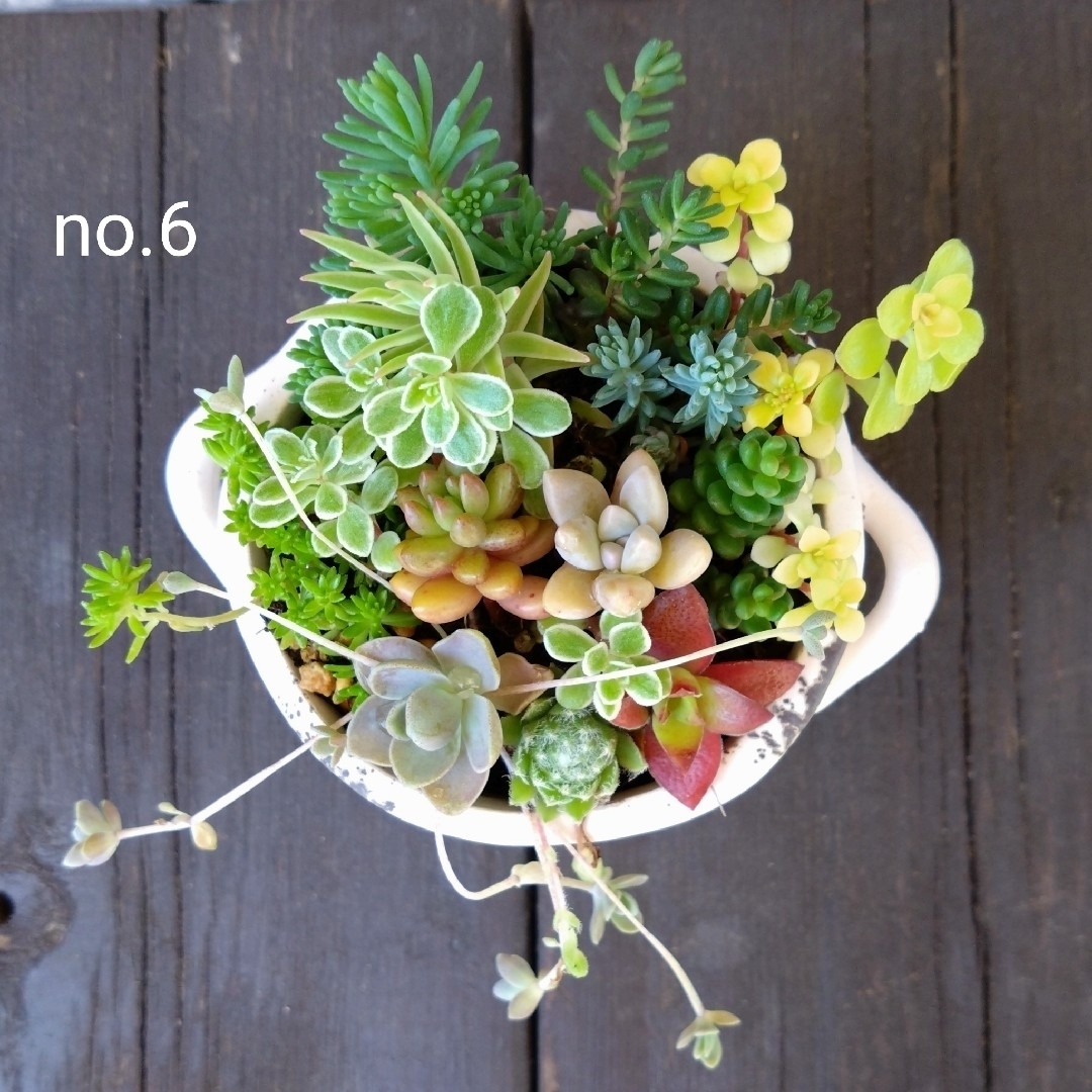 no.6多肉植物抜き苗13種セット ハンドメイドのフラワー/ガーデン(その他)の商品写真