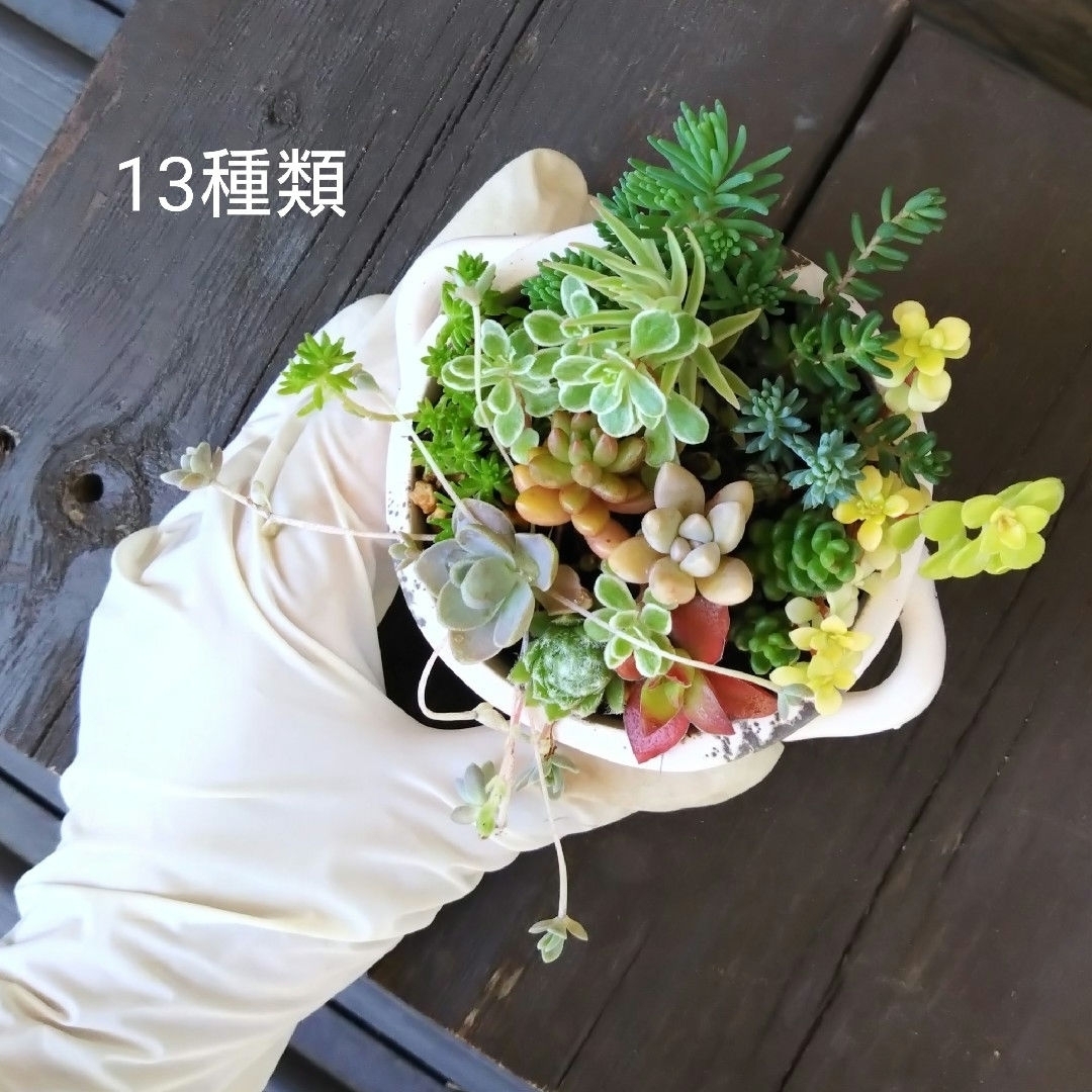 no.6多肉植物抜き苗13種セット ハンドメイドのフラワー/ガーデン(その他)の商品写真