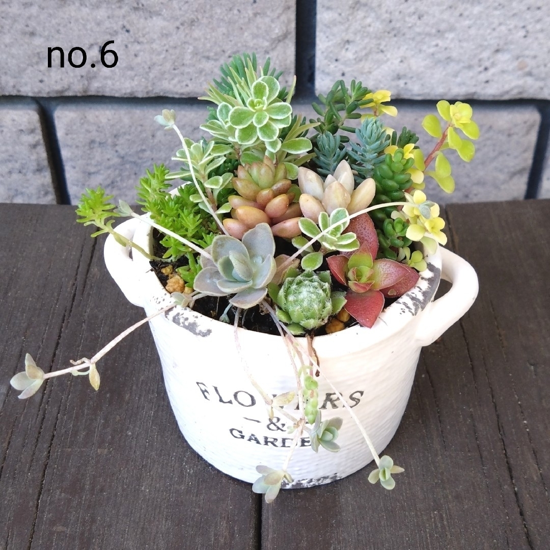 no.6多肉植物抜き苗13種セット ハンドメイドのフラワー/ガーデン(その他)の商品写真