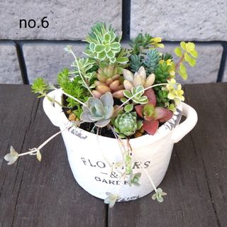 no.6多肉植物抜き苗13種セット(その他)