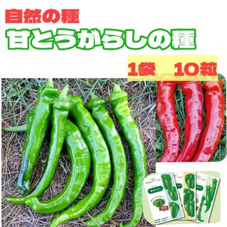 甘とうがらしの種　国内で育成、採取した自然の種　家庭菜園　ししとう　ピーマン(野菜)