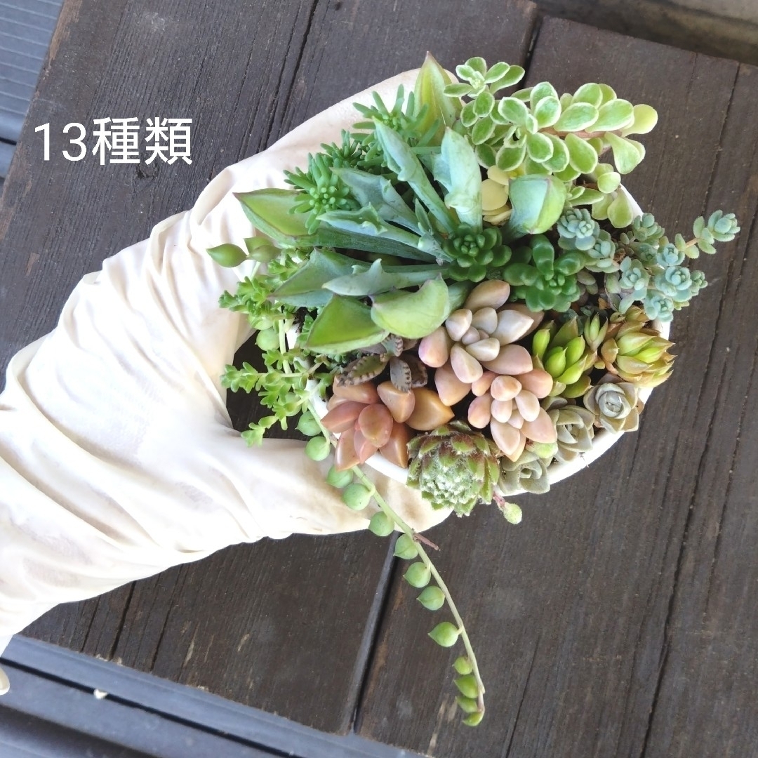 no.18多肉植物抜き苗13種セット ハンドメイドのフラワー/ガーデン(その他)の商品写真