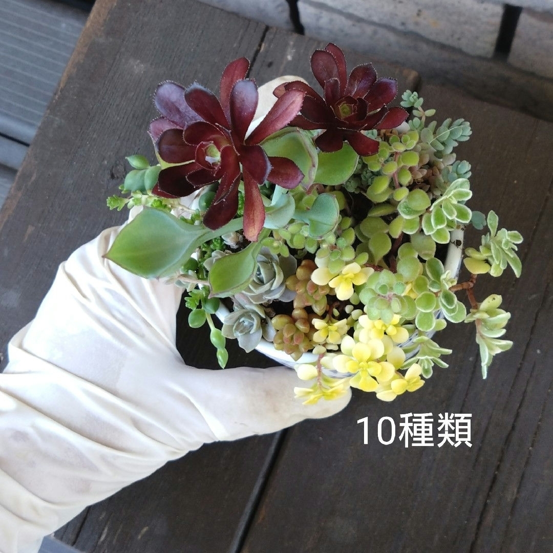 no.23多肉植物抜き苗10種セット ハンドメイドのフラワー/ガーデン(その他)の商品写真