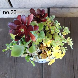 no.23多肉植物抜き苗10種セット(その他)