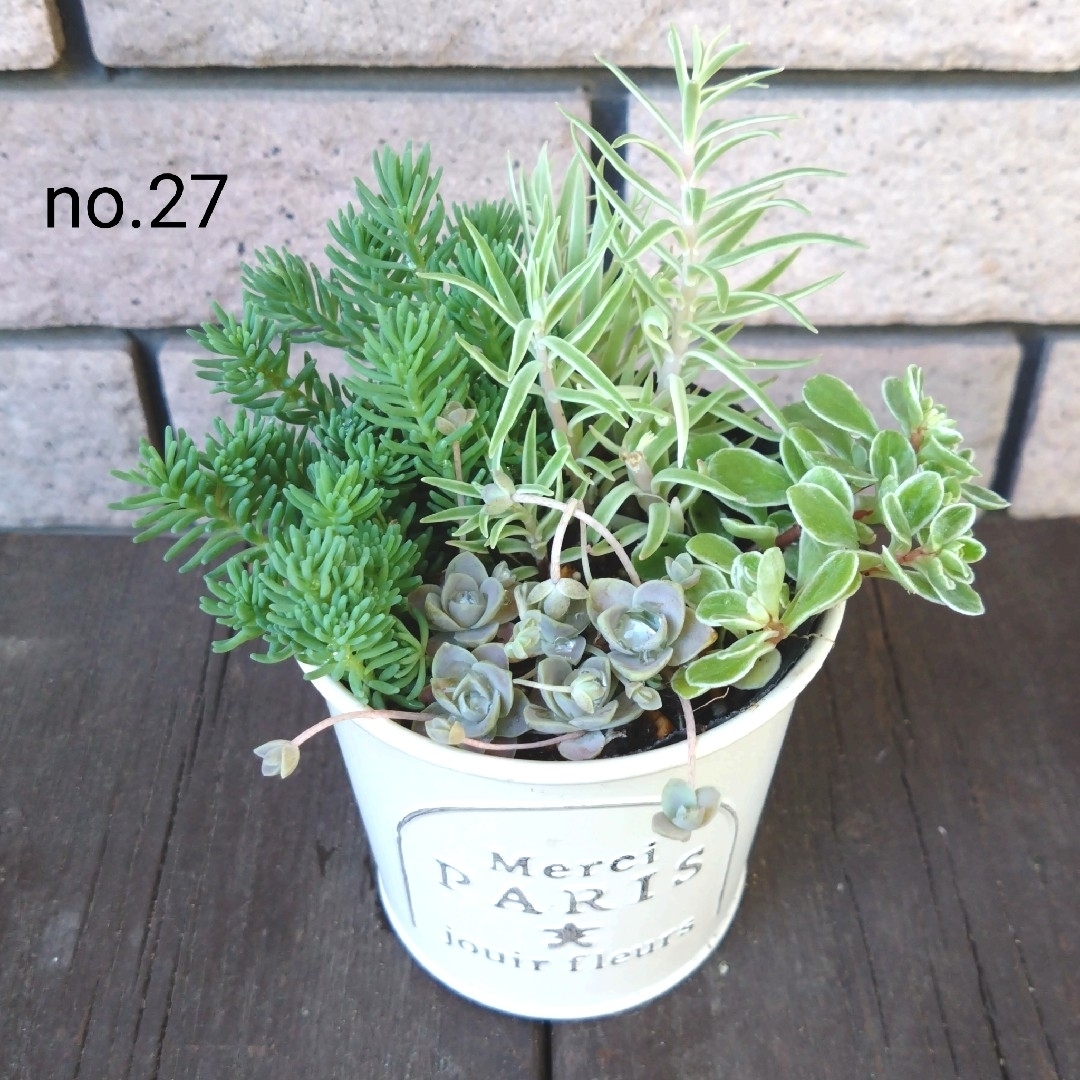 no.27多肉植物抜き苗4種セット ハンドメイドのフラワー/ガーデン(その他)の商品写真