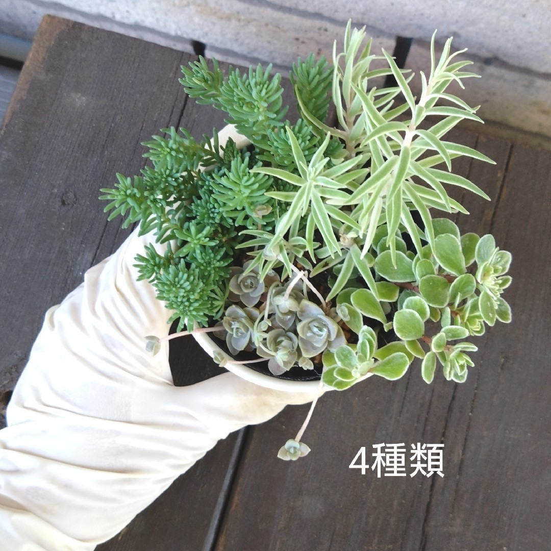 no.27多肉植物抜き苗4種セット ハンドメイドのフラワー/ガーデン(その他)の商品写真