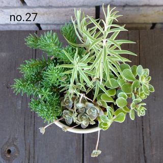 no.27多肉植物抜き苗4種セット(その他)