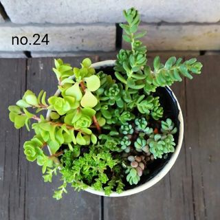 no.24多肉植物セダムミックス抜き苗4種セット(その他)