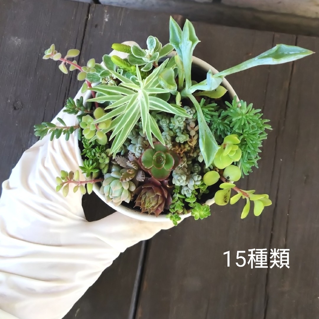 no.28多肉植物抜き苗15種セット ハンドメイドのフラワー/ガーデン(その他)の商品写真