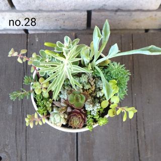 no.28多肉植物抜き苗15種セット(その他)