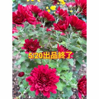 菊(赤花) 抜き苗(その他)