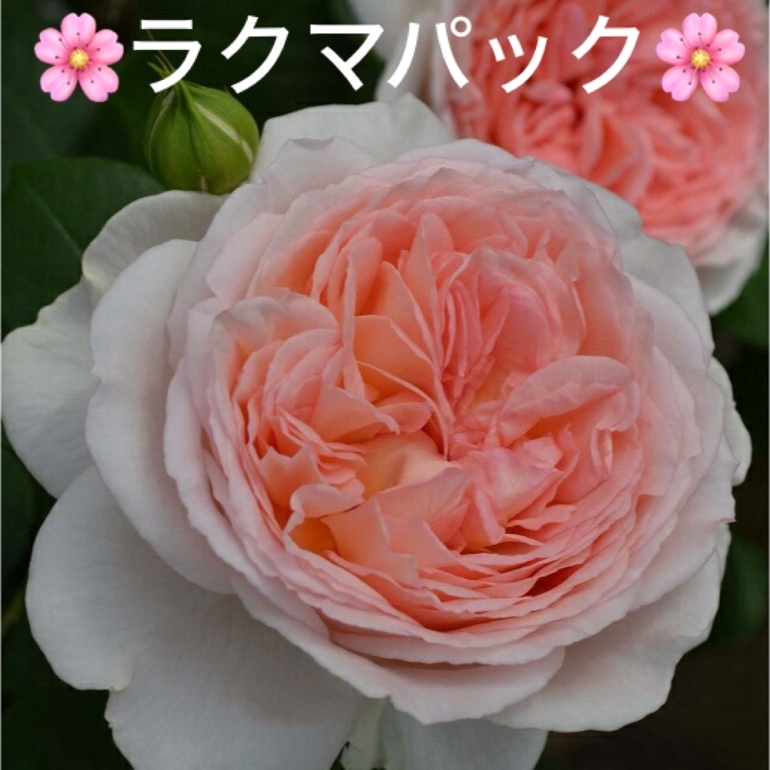 《バラ苗　メルヘンツァウバー　蕾あり♪    四季咲き》⭐︎ラクマパック⭐︎ ハンドメイドのフラワー/ガーデン(その他)の商品写真