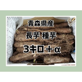 青森県産 長芋 種芋 3キロ＋‪α  芽あり(野菜)
