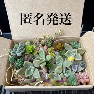 多肉植物　多肉弁当　ちまちま寄せ植え　カット苗 セダム(その他)