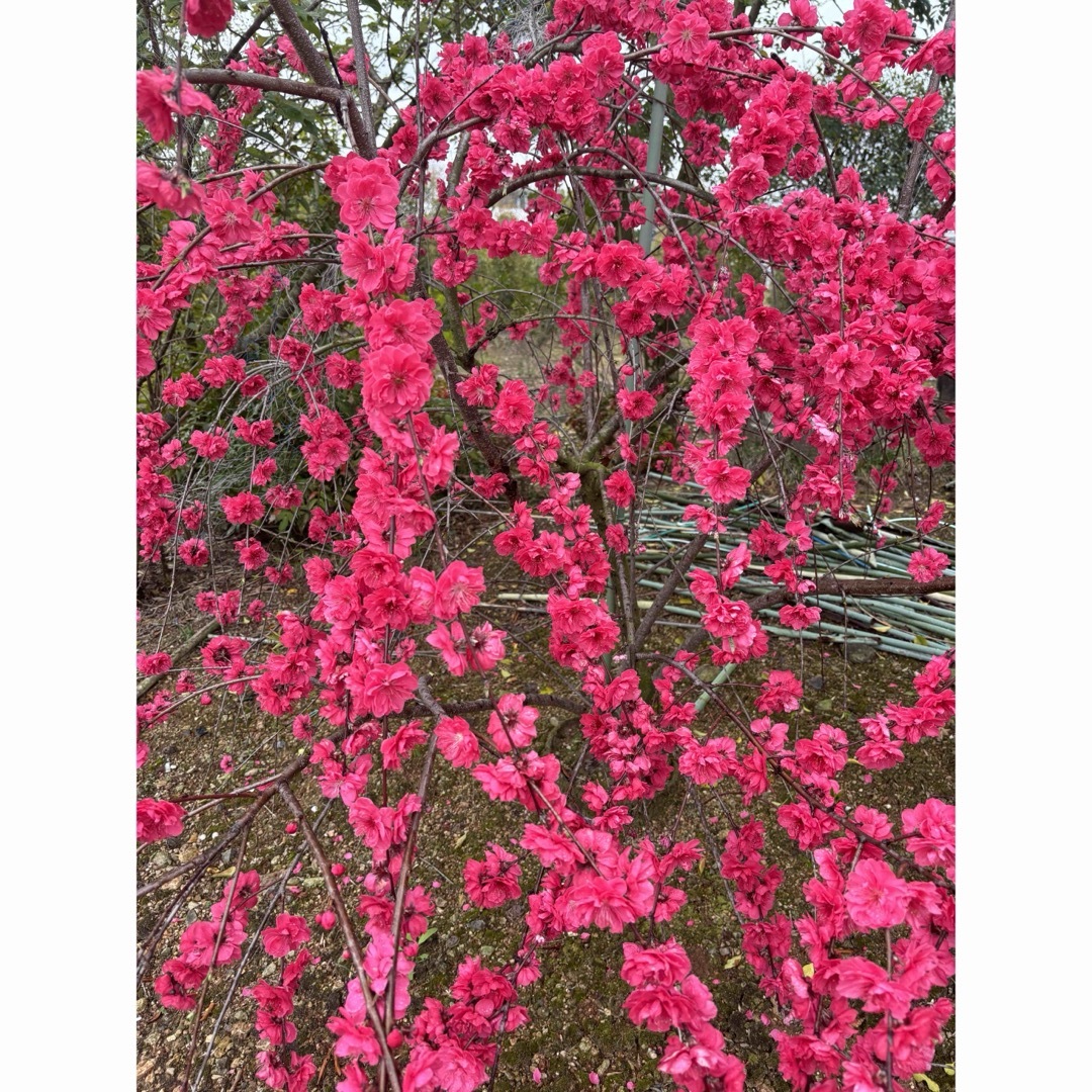 枝垂れ花桃苗 ハンドメイドのフラワー/ガーデン(その他)の商品写真