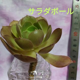 多肉植物　アエオニウム　サラダボール