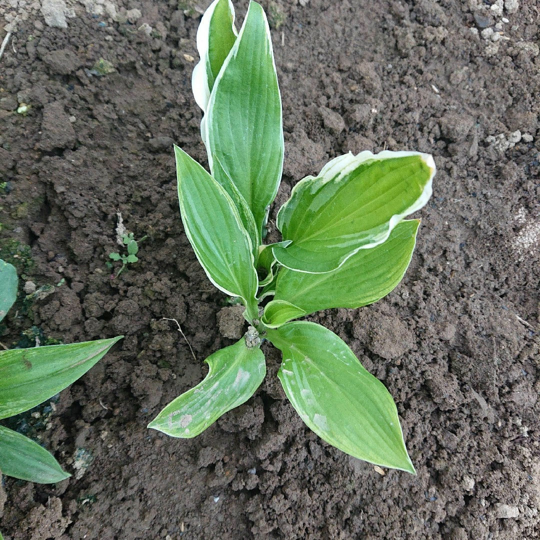無農薬 キボウシ ホスタ 3芽 斑入り ハンドメイドのフラワー/ガーデン(プランター)の商品写真