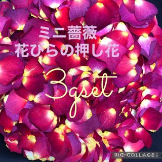 ミニ薔薇　花びらの押し花3gセット★花弁　ドライフラワー　花材★レジン加工にも