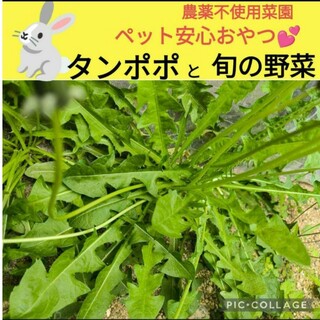タンポポと旬菜♥合計200g〜ネコポスsize！(小動物)