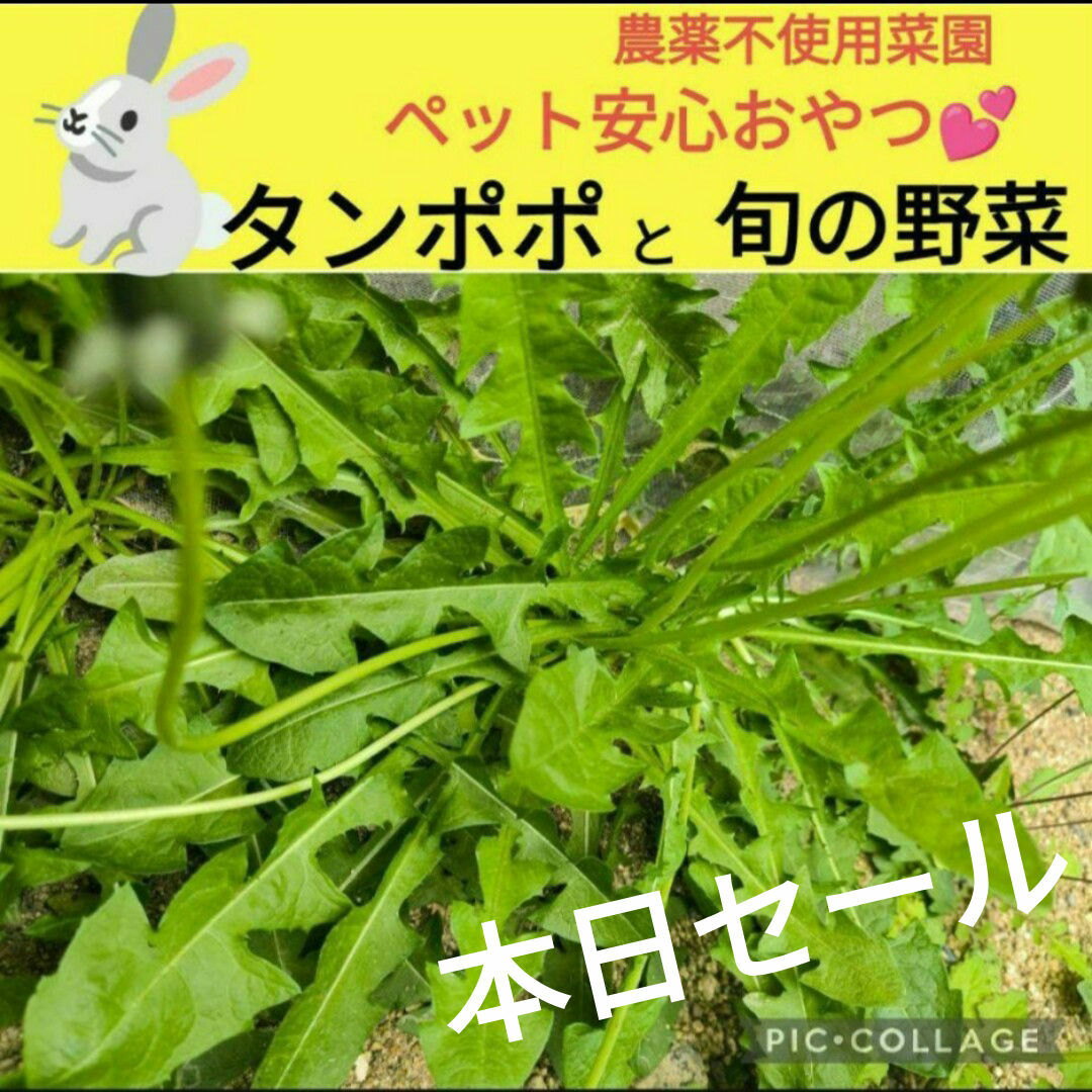 タンポポと旬菜セット♥合計200g〜ネコポスsize！ その他のペット用品(小動物)の商品写真